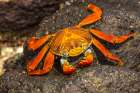 Ecuador-Galapagos National Park-Mosquera Island. Sally lightfoot crab close-up. Art Print